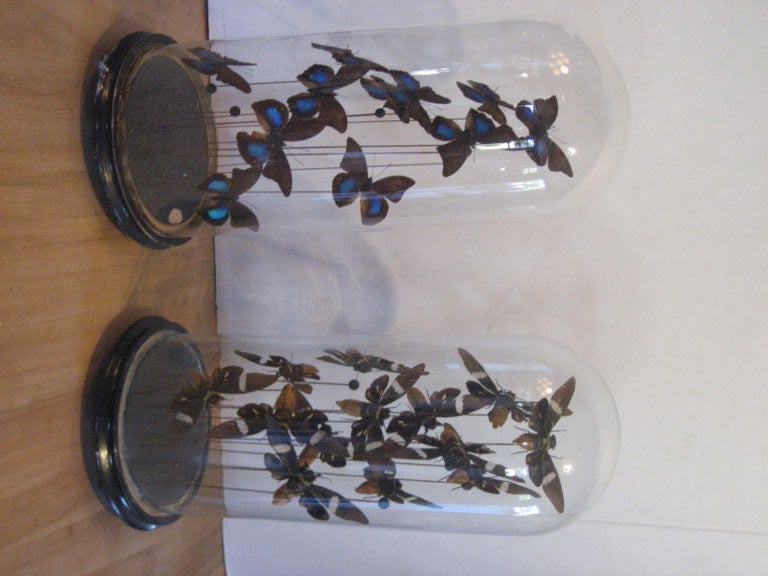 Vintage glass domes with a collection of Bees and Butterflies.  Each insect is placed on a metal wire with cork detailing.  (Each sold separately)