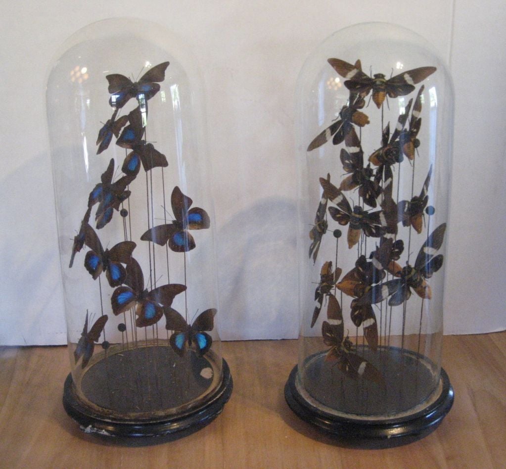French Domed Collection of Bees & Butterflies