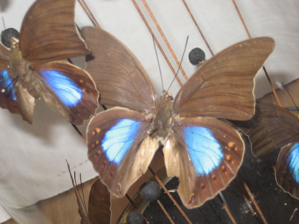 19th Century Domed Collection of Bees & Butterflies