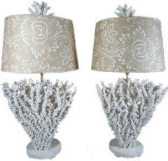 Pair of Real and Natural Octopus Coral Lamps