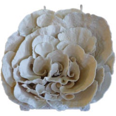 Medium Sized Cup Coral Centerpiece, Mounted on Coquina Stone