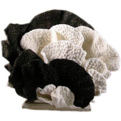 Black and White Cup Coral Centerpiece