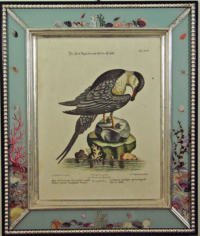 A Set of Ten Seligmann Engravings of Waterbirds after Edwards