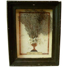 Italian Framed Coral Art