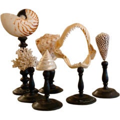 Set of Seven Seashell Fragments on Stands