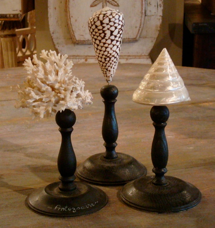 Seven seashells displayed on stands.