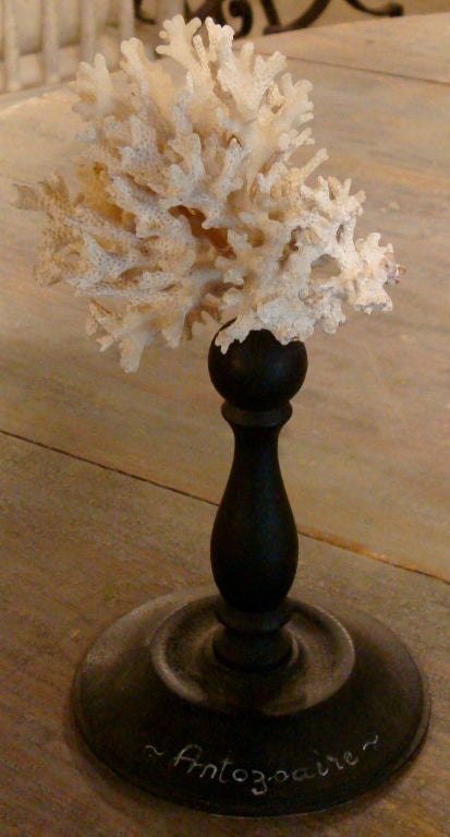 European Set of Seven Seashell Fragments on Stands