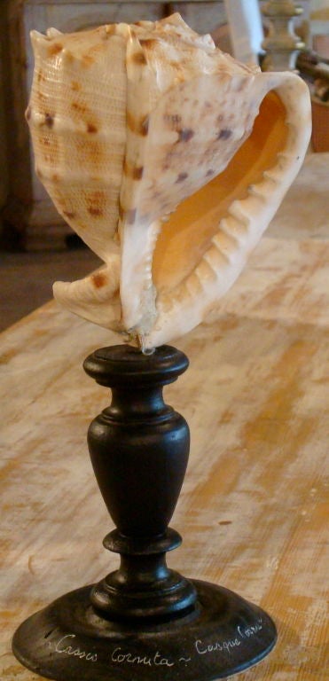 Set of Seven Seashell Fragments on Stands 3