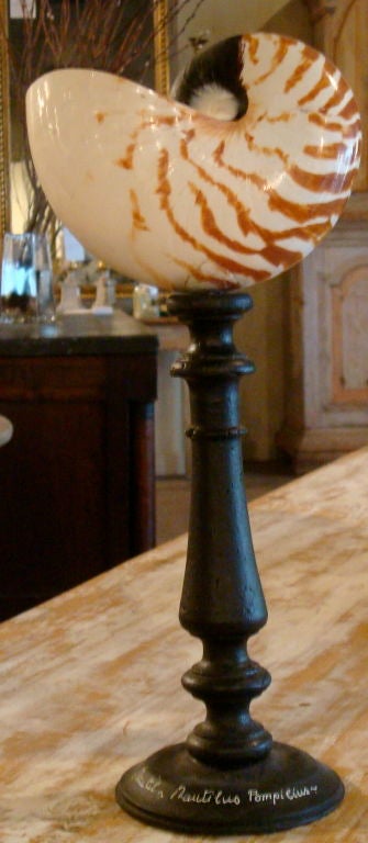 Contemporary Set of Seven Seashell Fragments on Stands