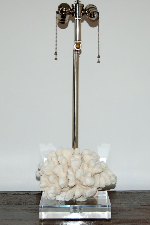 Natural Coral Accent Lamp