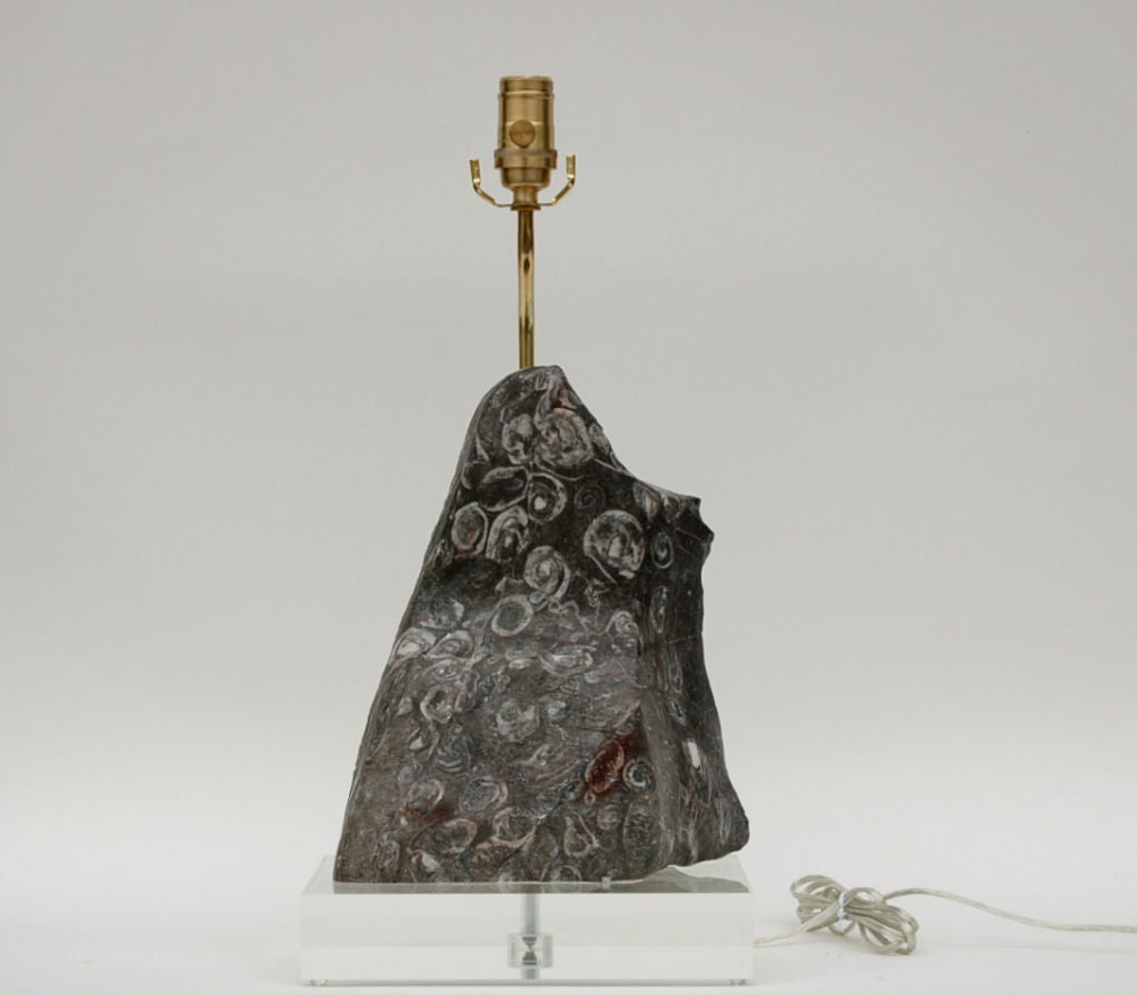 Natural fossil stone table lamp with lots of embedded fossils. Medium gray color with white swirl fossils. Two inch solid acrylic base and double cluster sockets allow the lights to focus down on this beautiful piece.

The lamp stands 24 inches