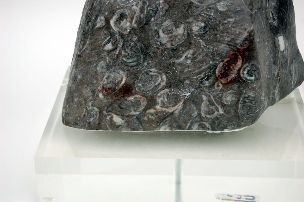 Organic Modern Fossil Stone Table Lamp on Lucite For Sale