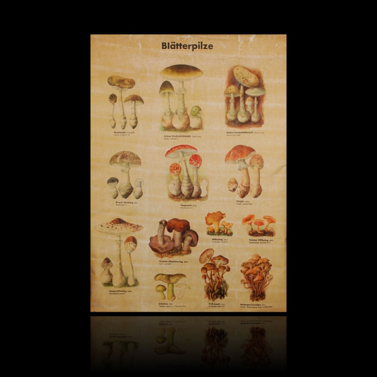 Very nice vintage German MUSHROOM / FUNGI Botanical Chart. The chart maker is Bearbeitet und gezeichnet von Franz Engel, Dresden. Loaded with wonderful images of various Mushrooms, this would be great framed and used as for display in a restaurant