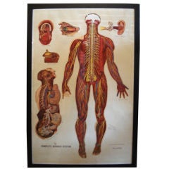 Antique Anatomical Charts