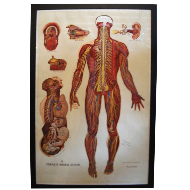 Anatomical Charts For Sale