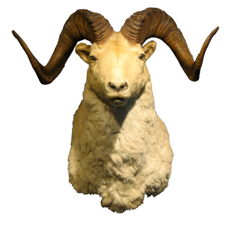 Large Shoulder Mount Rams Head