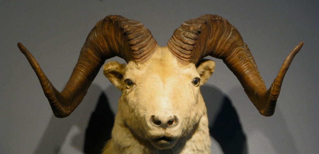 Beautiful Rams Head taxidermy shoulder mount. Glass eyes and perfectly symmetrical horns