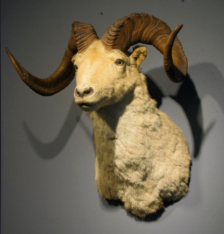 American Large Shoulder Mount Rams Head