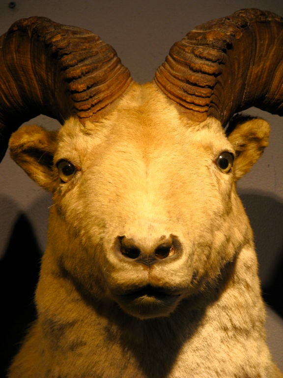 Mid-20th Century Large Shoulder Mount Rams Head