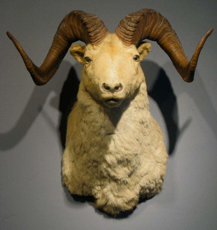 Large Shoulder Mount Rams Head 1