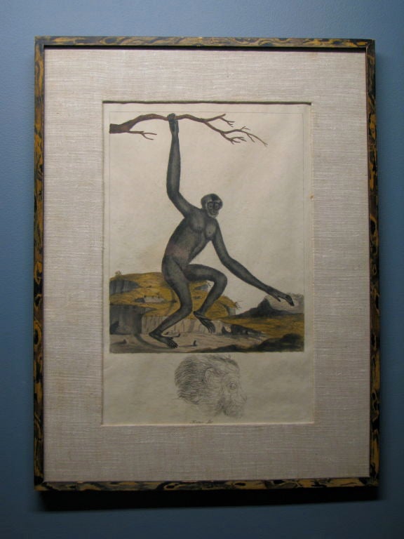 Hand-colored engraving of a Monkey by J.F Miller