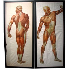 Vintage Pair of Life Sized German Anatomical Charts