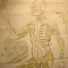 Antique Human Anatomical Chart