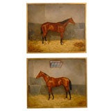 Pair of Horse Portraits