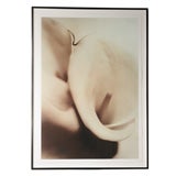 Don Freeman Calla Lilies