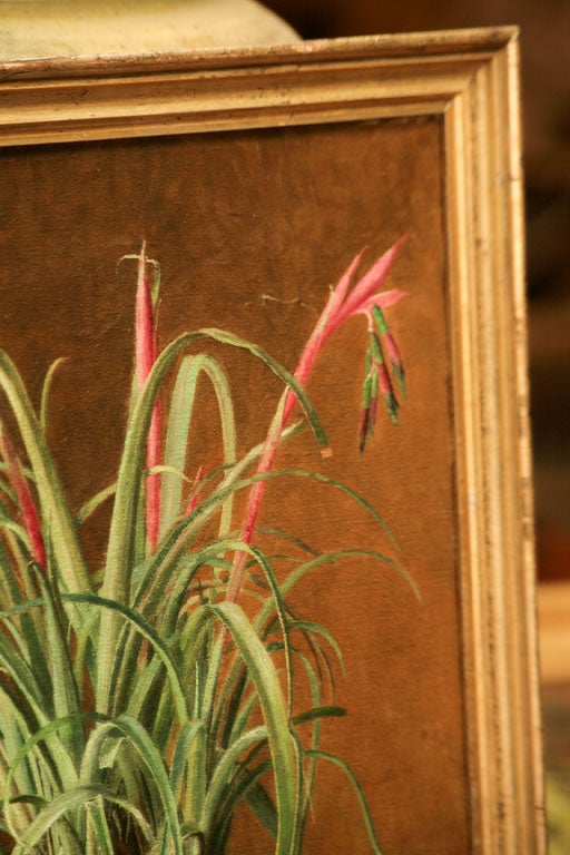 Still Life-Flowering Bromeliad 2