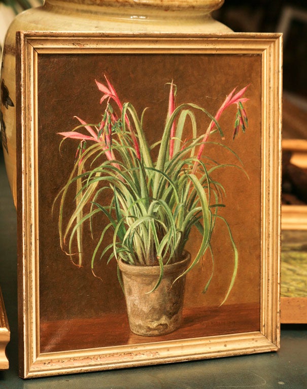 Still Life-Flowering Bromeliad 3
