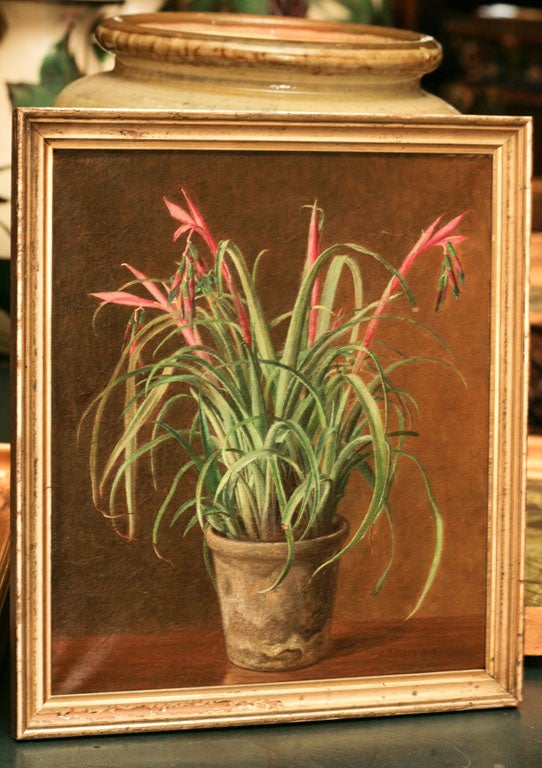 Charming still life painting, oil on canvas depicting a flowering bromeliad, signed and dated lower right, Hans Hansen,  1917 in original gilt frame.