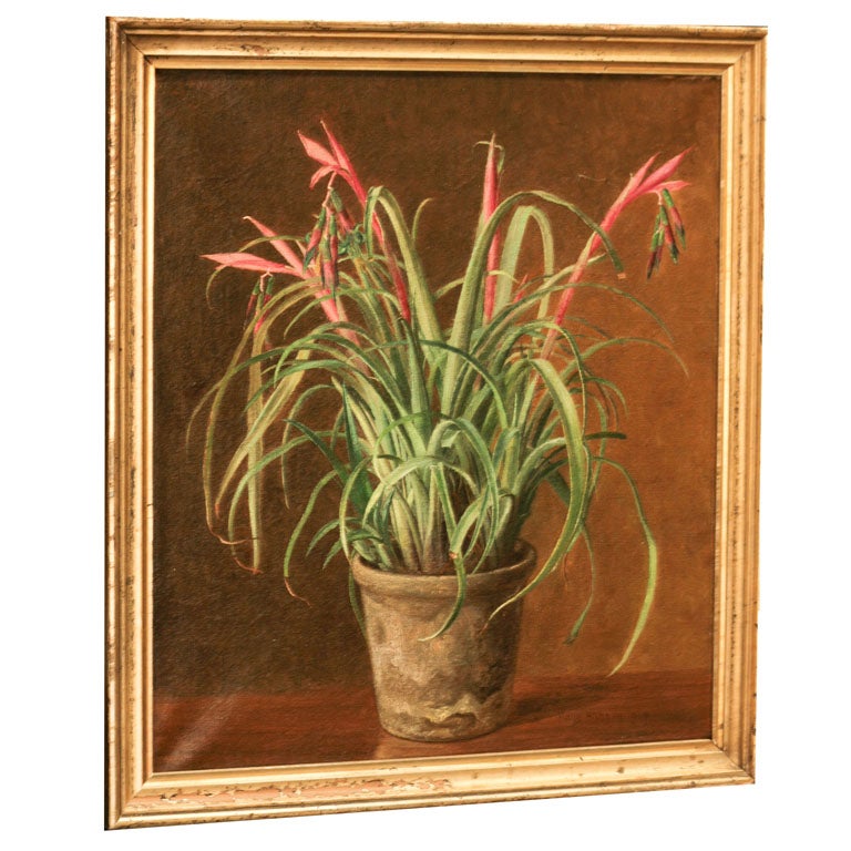 Still Life-Flowering Bromeliad