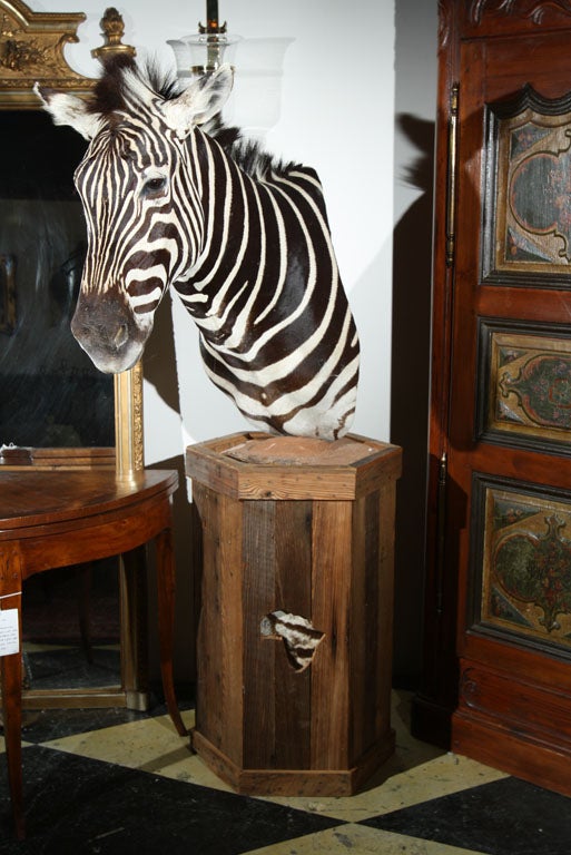 Zebra Head