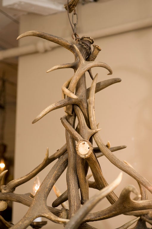 Late 1920's European hunting lodge trophy chandelier