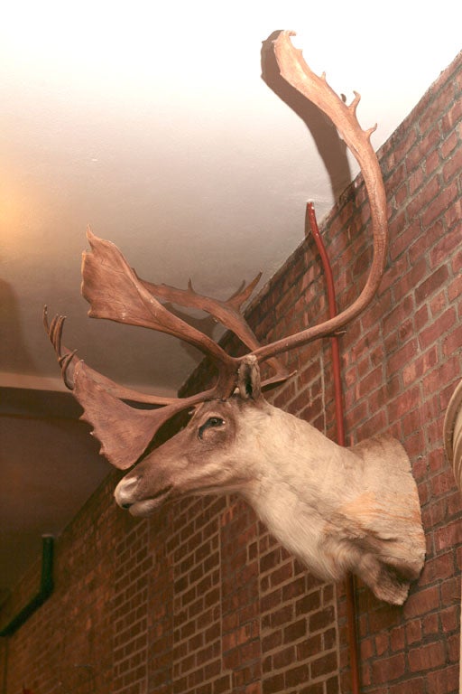 Vintage Caribou Mounted Head