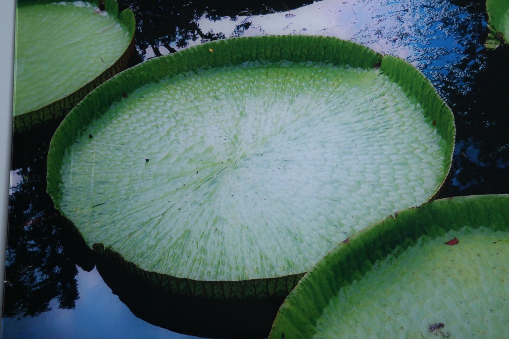 American Renato Freitas, Water Lilies, Original Photography For Sale