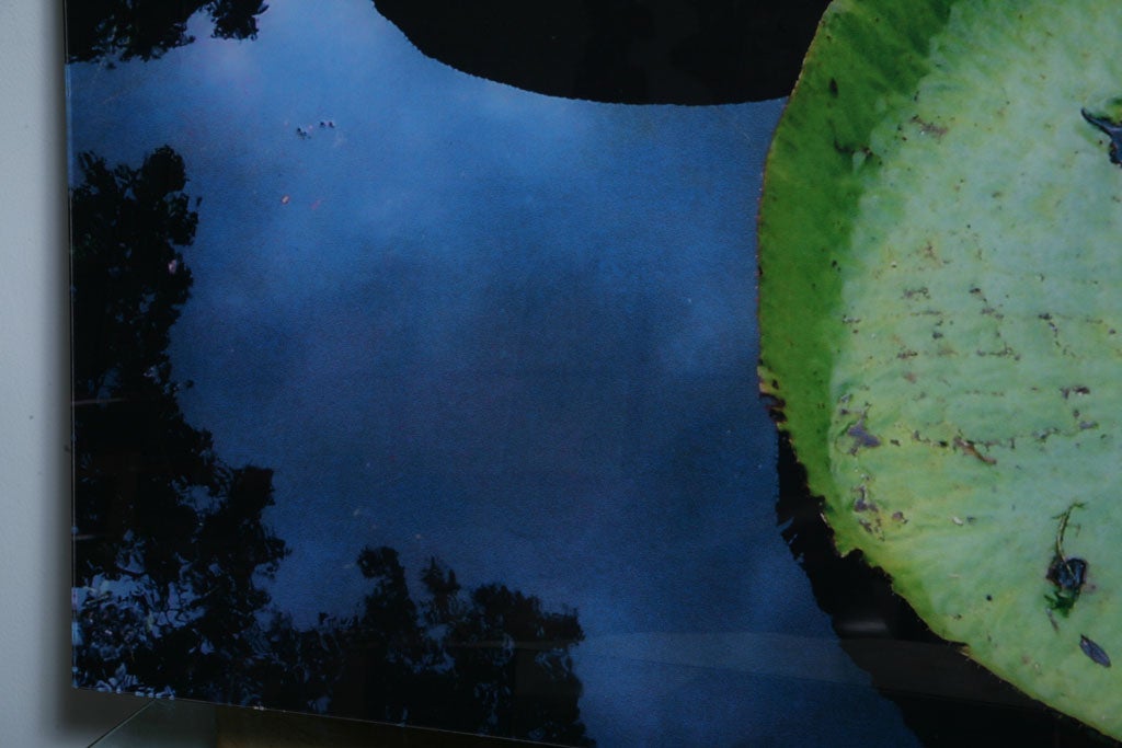 Contemporary Renato Freitas, Water Lilies, Original Photography For Sale