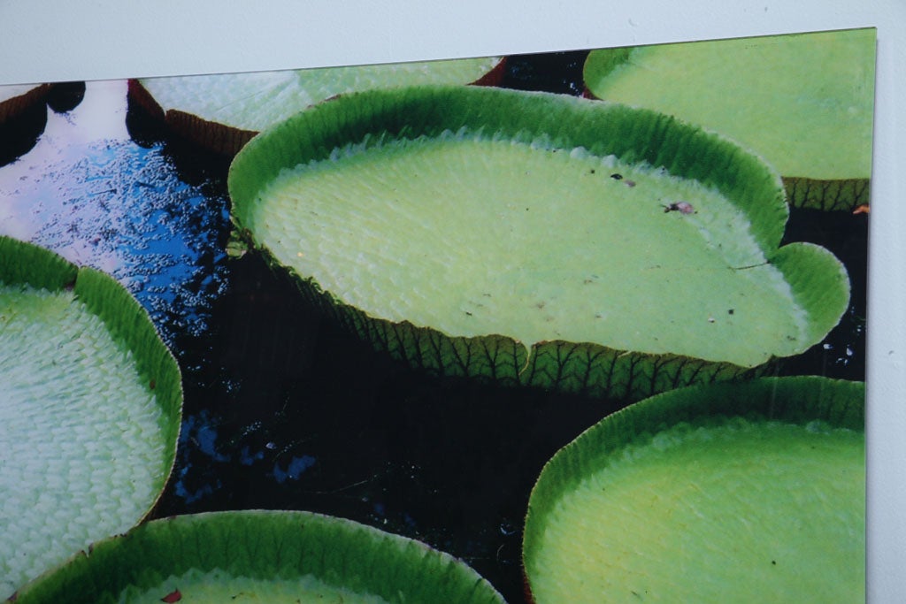 Renato Freitas, Water Lilies, Original Photography For Sale 1