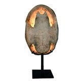 TORTOISE SHELL ON LIGHT STAND