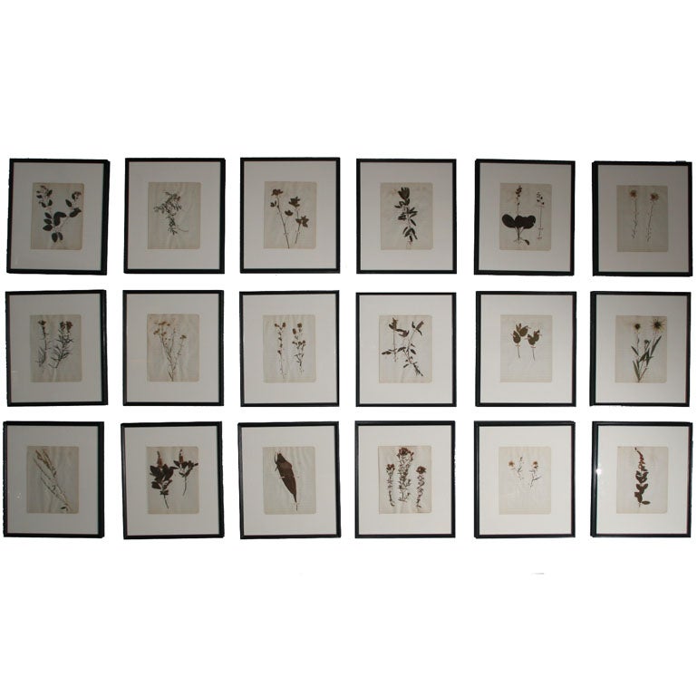 Pressed Wild Flowers