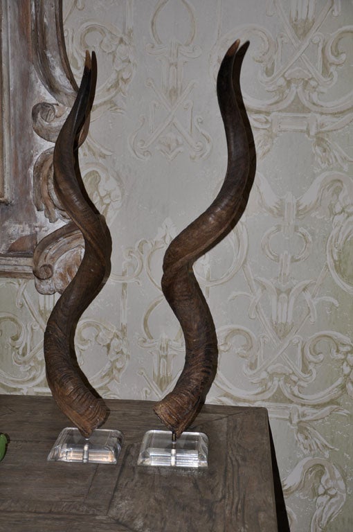kudu horns for sale