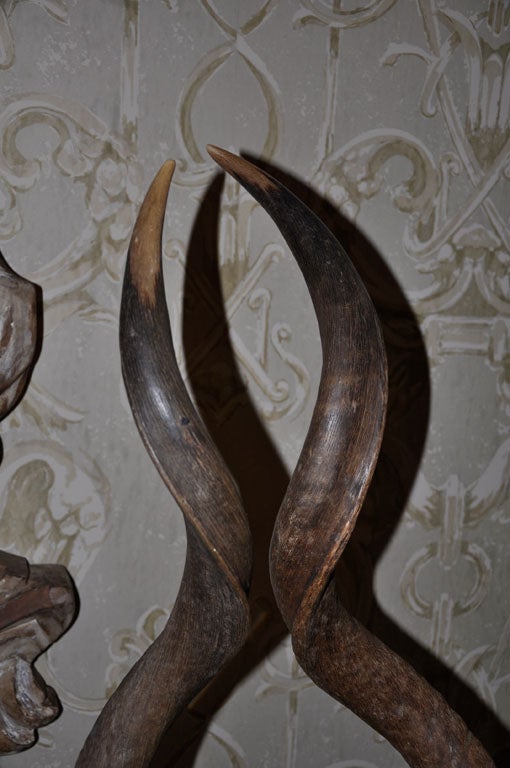 FINE PAIR KUDU HORN TROPHIES In Excellent Condition In Los Angeles, CA