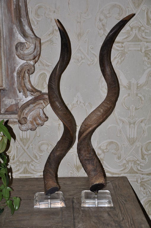 LARGE PAIR OF KUDU HORN TROPHIES IN EXCELLENT CONDITION ON LUCITE BASES.