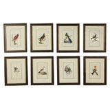 19th Century Set of 8 Engravings of Birds