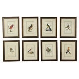 19th Century Set of 8 Engravings of Birds