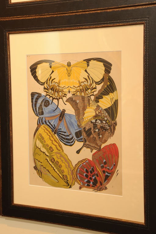 Seguy's Butterfly and Insect Pochoir Prints 1