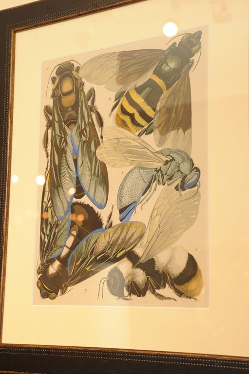 Seguy's Butterfly and Insect Pochoir Prints 2
