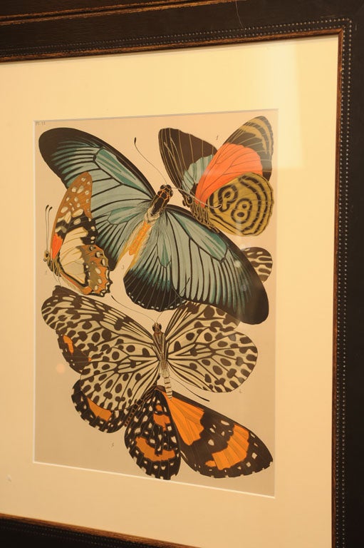 Seguy's Butterfly and Insect Pochoir Prints 3