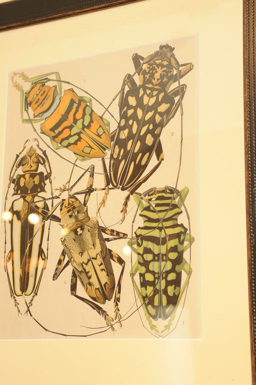 Seguy's Butterfly and Insect Pochoir Prints 4